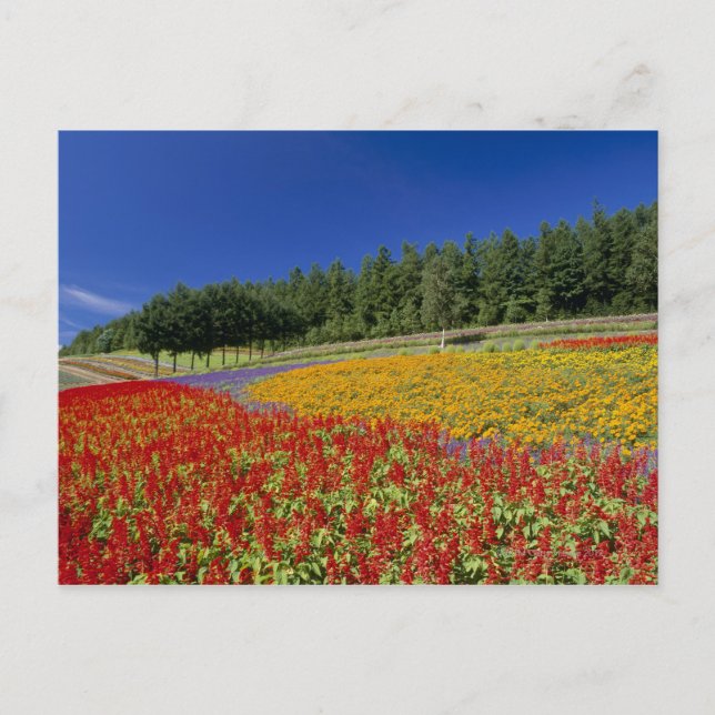 Nakafurano, Sorachi, Hokkaido, Japan Postcard (Front)