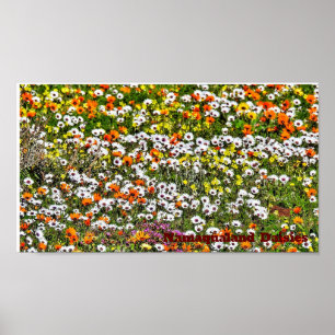 Namaqualand Daisies Season Poster