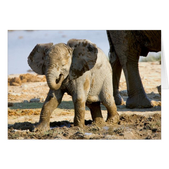 Namibia, Africa: Baby African Elephant (Front Horizontal)