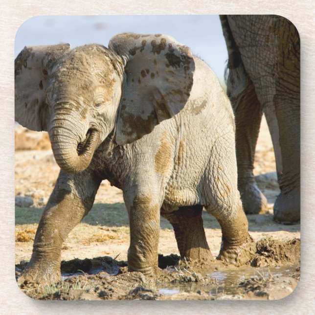 Namibia, Africa: Baby African Elephant Coaster (Front)