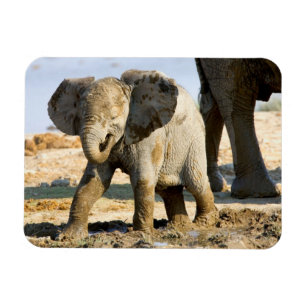 Namibia, Africa: Baby African Elephant Magnet