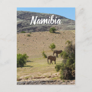 Namibia Africa Huab River Elephant Damaraland Postcard