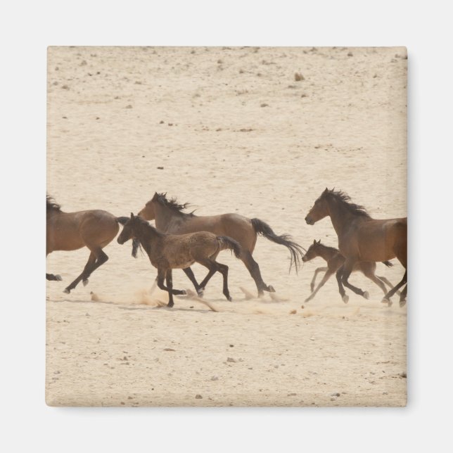 Namibia, Aus. Group of running wild horses on Magnet (Front)