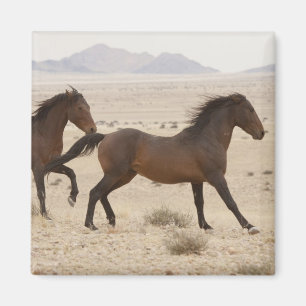 Namibia, Aus. Wild horses running on the Namib Magnet