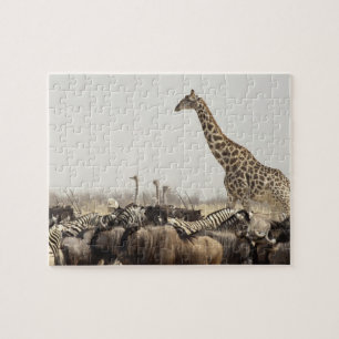 Namibia, Etosha National Park. A lone giraffe Jigsaw Puzzle