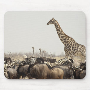 Namibia, Etosha National Park. A lone giraffe Mouse Pad