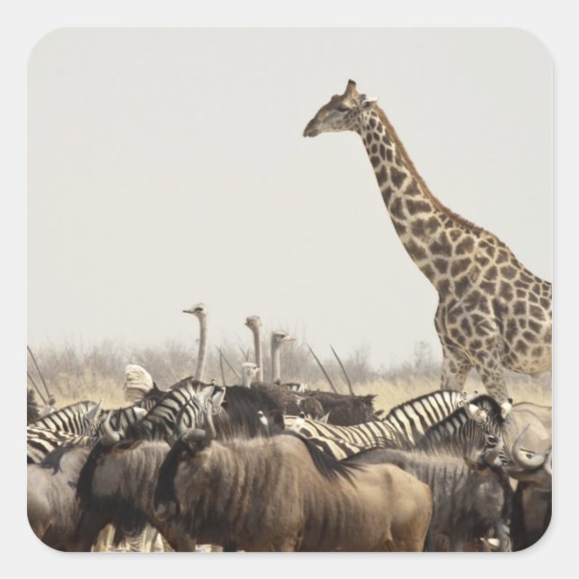 Namibia, Etosha National Park. A lone giraffe Square Sticker (Front)