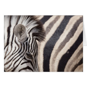 Namibia, Etosha National Park. Details of two