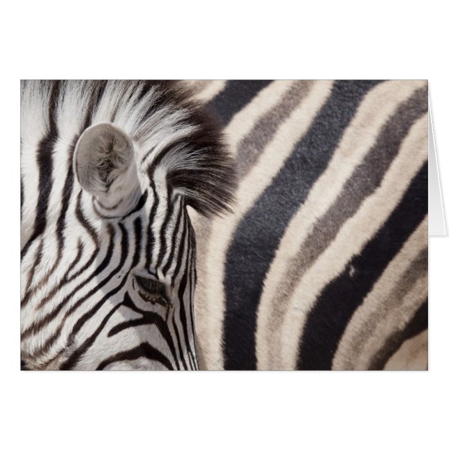 Namibia, Etosha National Park. Details of two (Front Horizontal)