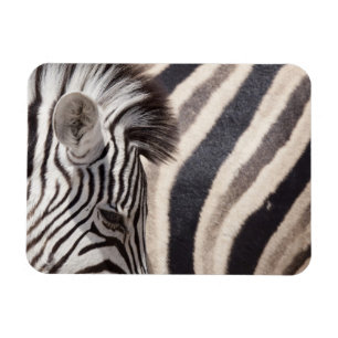Namibia, Etosha National Park. Details of two Magnet
