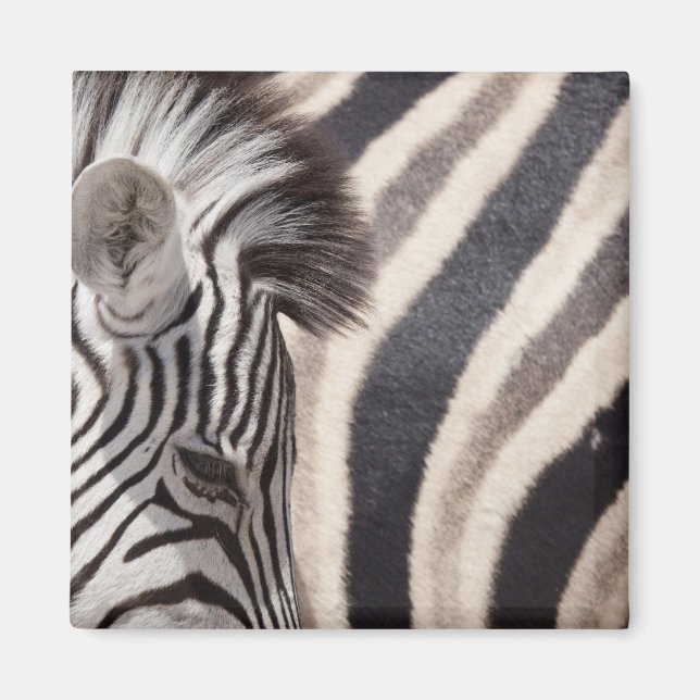 Namibia, Etosha National Park. Details of two Magnet (Front)