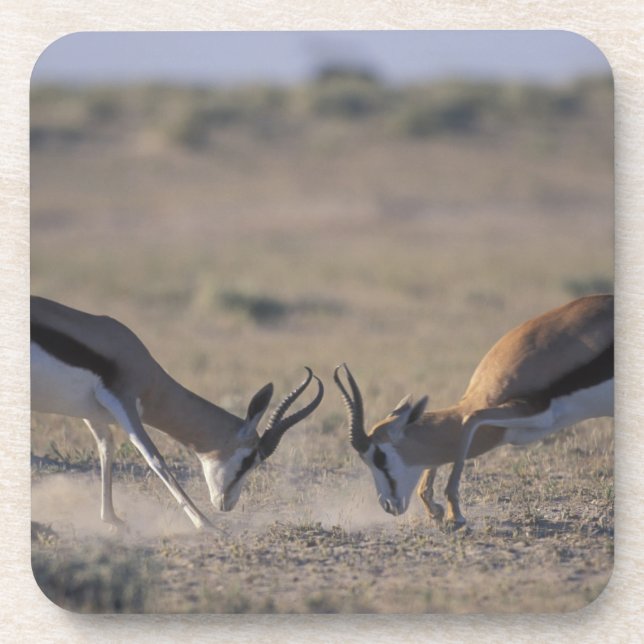 Namibia, Etosha National Park, Two male Coaster (Front)