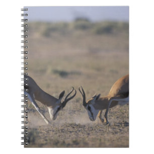 Namibia, Etosha National Park, Two male Spiral Notebook