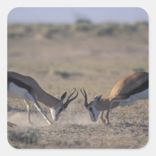 Namibia, Etosha National Park, Two male Square Sticker