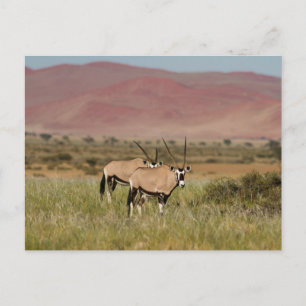 Namibia - Oryx antelopes at Sossusvlei postcard