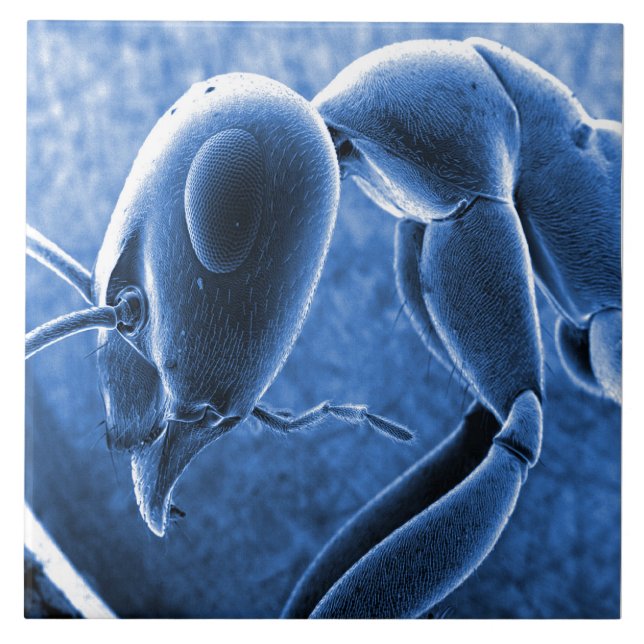 Nano Ant Scanning Electron Microscope Micrograph Tile (Front)