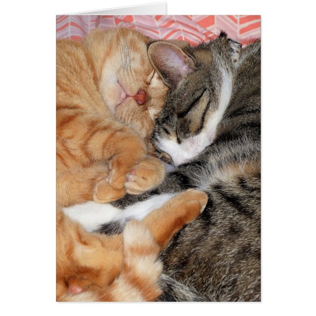 Nap Buddies (Front)