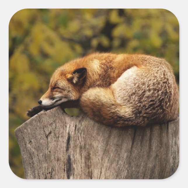 Nap Time Cute Red Fox Sticker (Front)