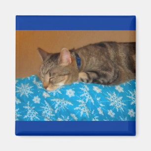 Nap Time For Indigo Magnet