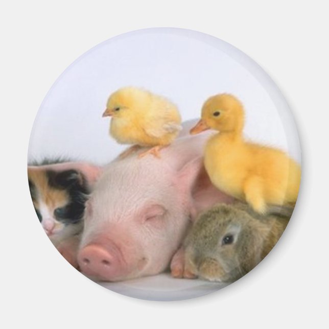 Nap Time for the Animals Magnet (Front)