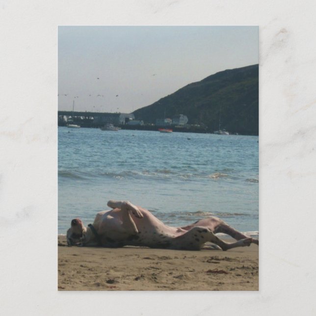 Nap Time... Postcard (Front)