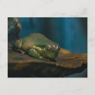 Nap Time Postcard