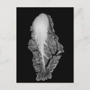 Napa Cabbage Portrait Photograph Postcard