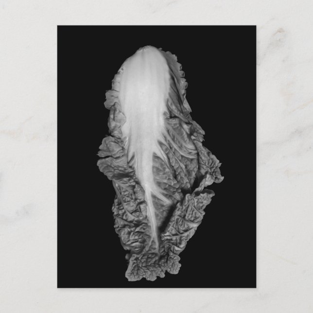 Napa Cabbage Portrait Photograph Postcard (Front)