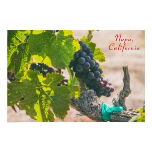 Napa, California Poster