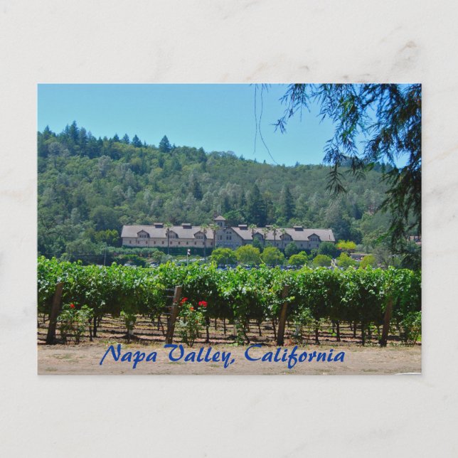 Napa Valley California Vineyard Postcard (Front)