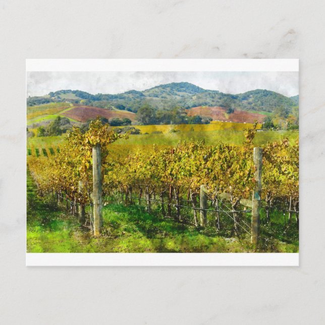 Napa Valley California Vineyard Postcard (Front)