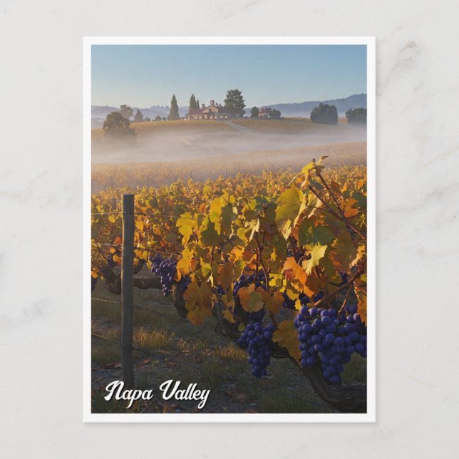 Napa Valley California Vinyard Winery Postcard (Front)