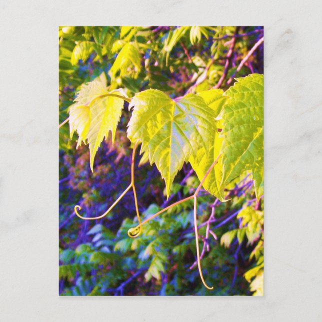 Napa Valley Postcard (Front)