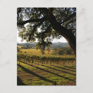 NAPA VALLEY POSTCARD