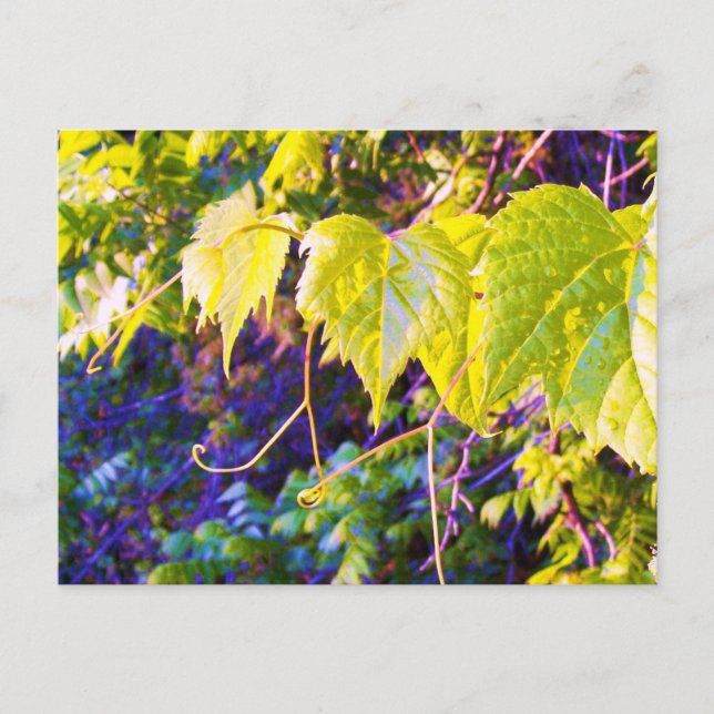 Napa Valley Postcard (Front)