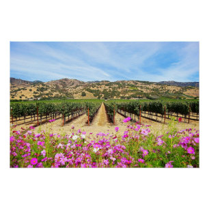 Napa Valley Vineyard with Cosmos Poster
