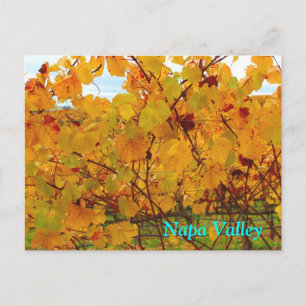 Napa Valley Wine Country Vineyard Postcard