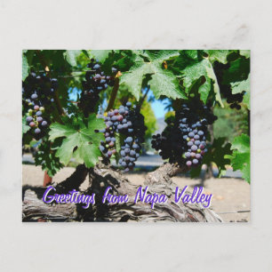 Napa Vineyard Grapes on Vine Postcard