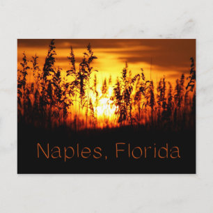 Naples Florida Sunset Postcard