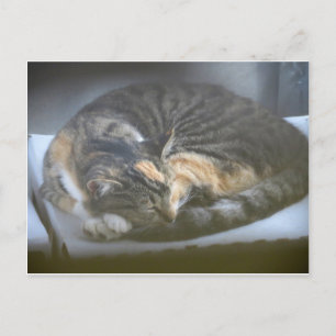 Napping Cat Postcard