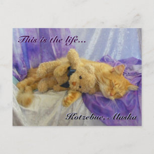 Napping Cat Postcard