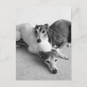 Napping Italian Greyhounds Postcard