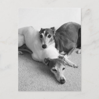 Napping Italian Greyhounds Postcard