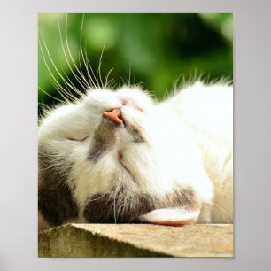 NAPPING KITTY POSTER
