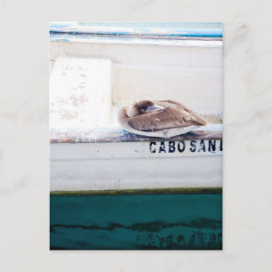 Napping Pelican Postcard