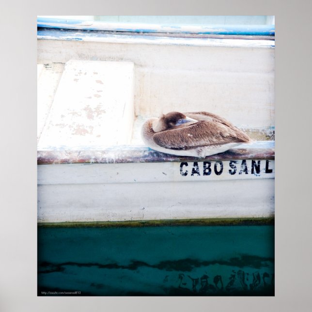 Napping Pelican Poster (Front)
