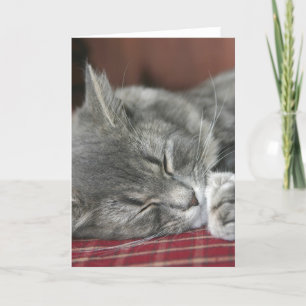 Napping Tabby Cat Notecard
