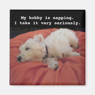 Napping Westie Photo Magnet