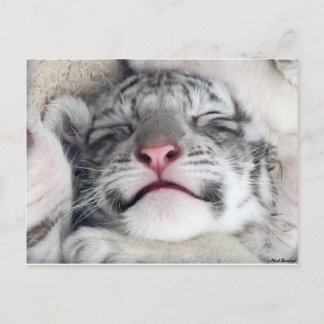 Napping White Tiger Kitten Postcard