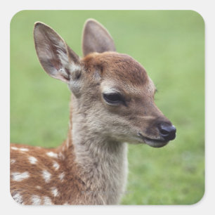 Nara Prefecture, Honshu, Japan Square Sticker